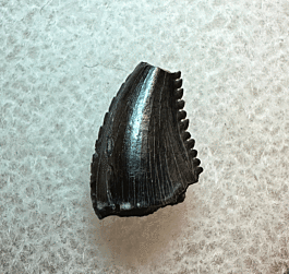 Real Albertavenator Tooth For Sale 