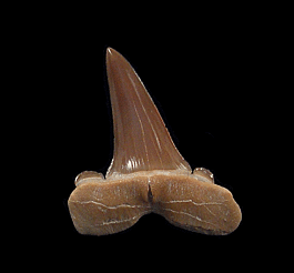 Rare Striatolamia rossica shark tooth for sale | Buried Treasure Fossils