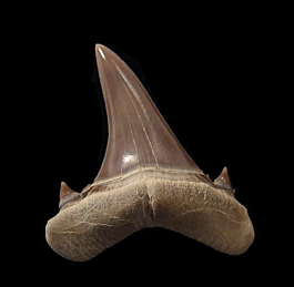 Real Kazakhstan Jaekelotodus Trigonalis Tooth 