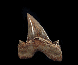 Otodus aksuaticus (Serrated)