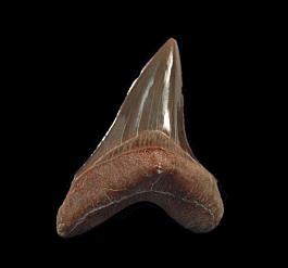 Rare Cretoxyrhina mantelli tooth for sale | Buried Treasure Fossils