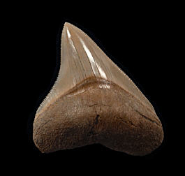 Lee Creek Megalodon tooth | Buried Treasure Fossils