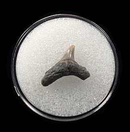 Aurora Thresher shark tooth for sale | Buried Treasure Fossils