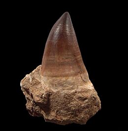 Big Prognathodon giganteus tooth for sale | Buried Treasure Fossils