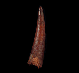 Big Pterosaur tooth for sale | Buried Treasure Fossils