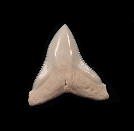 Big Modern Bull shark tooth for sale | Buried Treasure Fossils