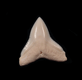 Modern Carcharhinus leucas shark tooth for sale | Buried Treasure Fossils