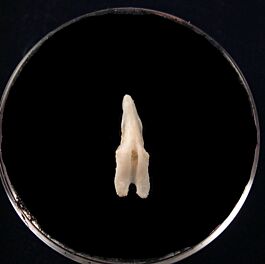 Somniosus upper jaw shark tooth for sale| Buried Treasure Fossils