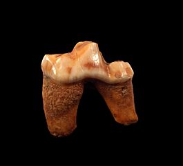 Rare Canis lupus molar for sale | Buried Treasure Fossils