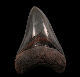 Large So. Carolina Megalodon Tooth For Sale | Buried Treasure Fossils