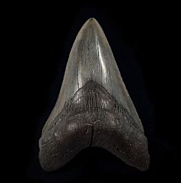 Real SC Megalodon tooth | Buried Treasure Fossils