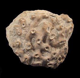 Fossil Sponge | Buried Treasure Fossils