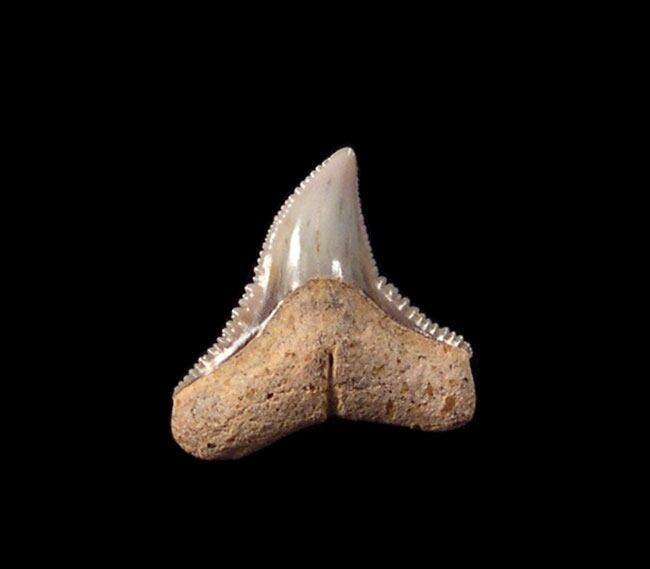 blacknose shark teeth