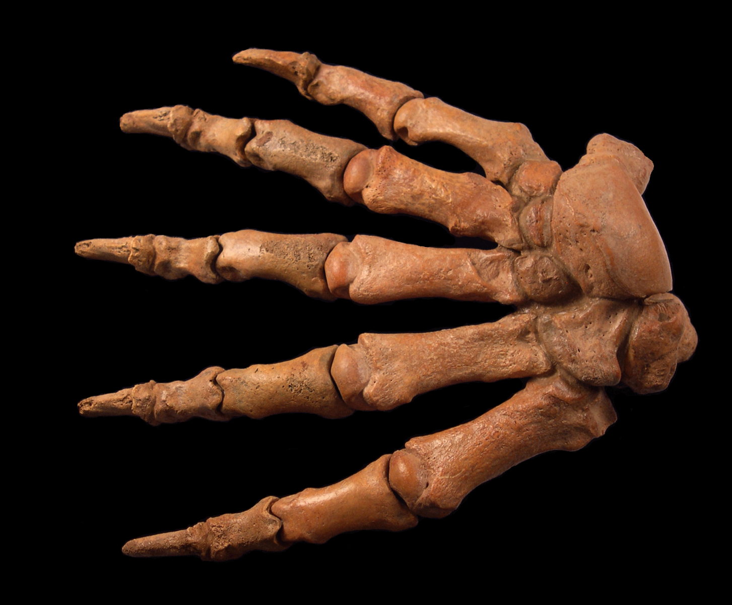 Ice Age Cave bear foot for sale | Buried Treasure Fossils