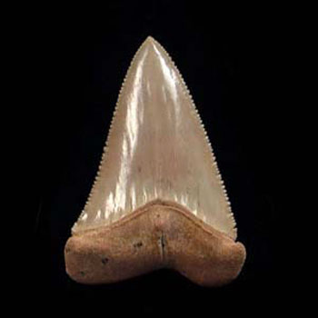 Great White Shark Teeth for Sale | Buried Treasure Fossils