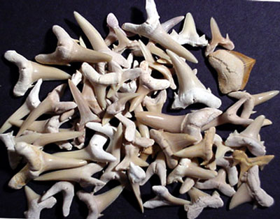 Bulk Shark Teeth