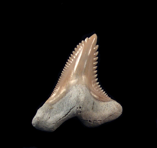 Understanding Shark Teeth - Why Do They Vary So Much?