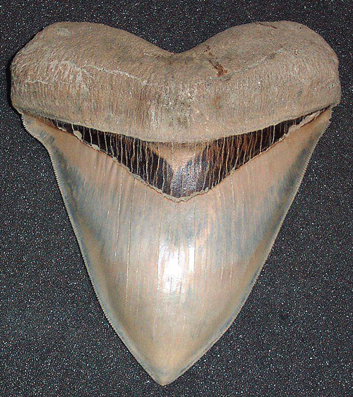 Common Questions You May Have About Collecting Megalodon Teeth