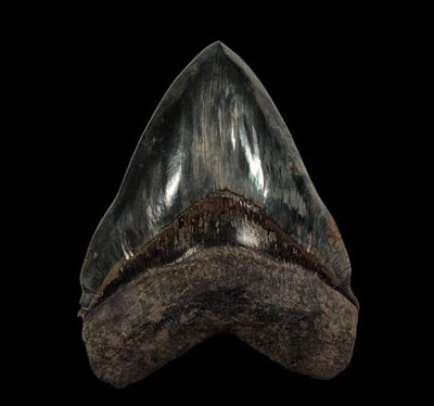 Megalodon