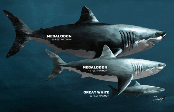 Biting into History With Megalodon Tooth vs. Great White Tooth