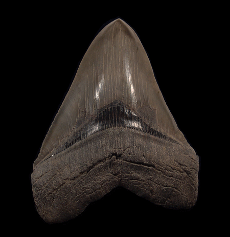 Unveiling the Megalodon: A Rare Fossil Find at Our Site