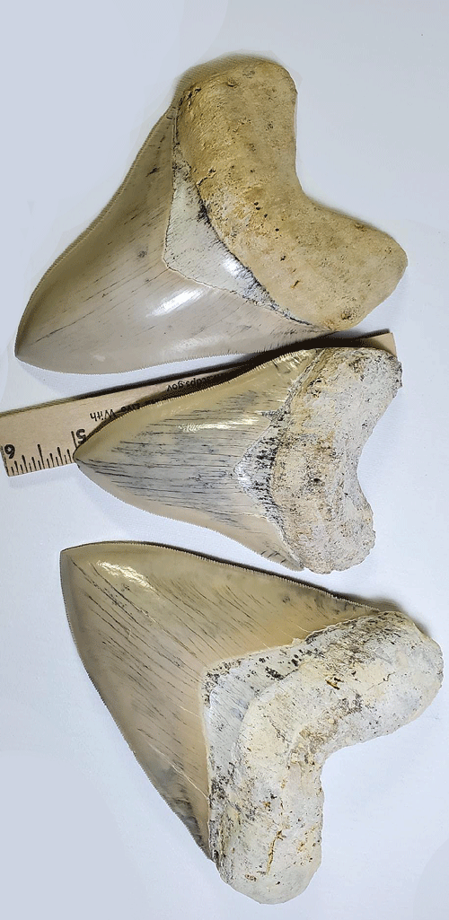 How To Tell If A Megalodon Tooth Is Real? Find Our Expert Tips Here