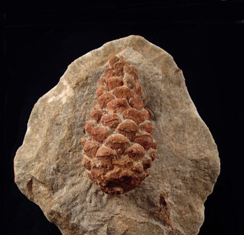 Pine-cone