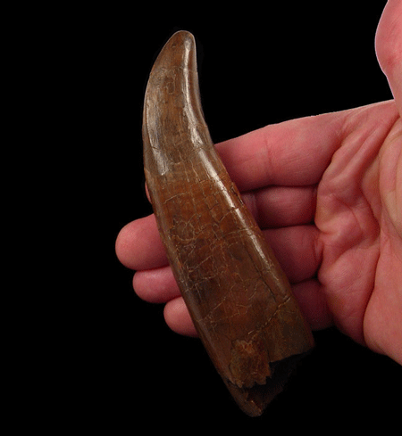 Why Are Tyrannosaurus rex Teeth Prized Treasures In Paleontology?