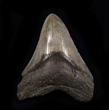 megalodon tooth ebay