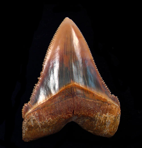 The Ultimate Collector’s Guide: The Advantages Of Owning A Megalodon Tooth