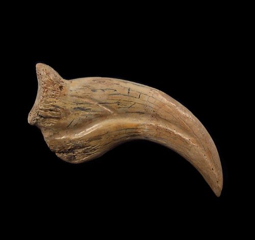 The Value of Raptor Claw Fossils: Investing in the Past