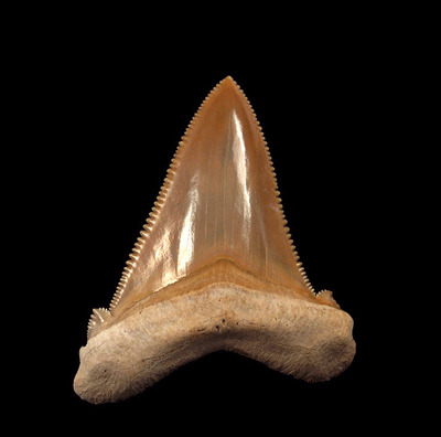 Prehistoric Treasure: Angustidens Shark Fossils