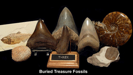 The Science Behind Megalodon Tooth Hunting: Geological Processes and Identification