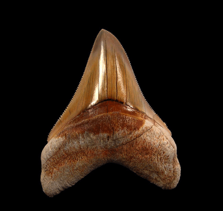 Unveiling Ancient Treasures: Where and How to Purchase Megalodon Teeth