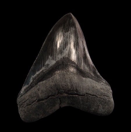 Black Megalodon tooth