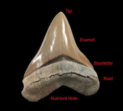 When the Meg was Real: Megalodon Teeth Fossils Tell the Tale