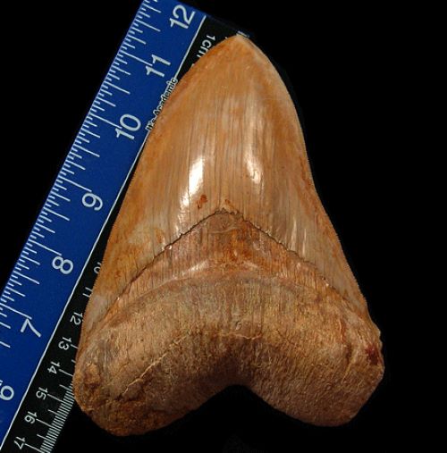 Discovering the Fascinating Range of Megalodon Tooth Sizes