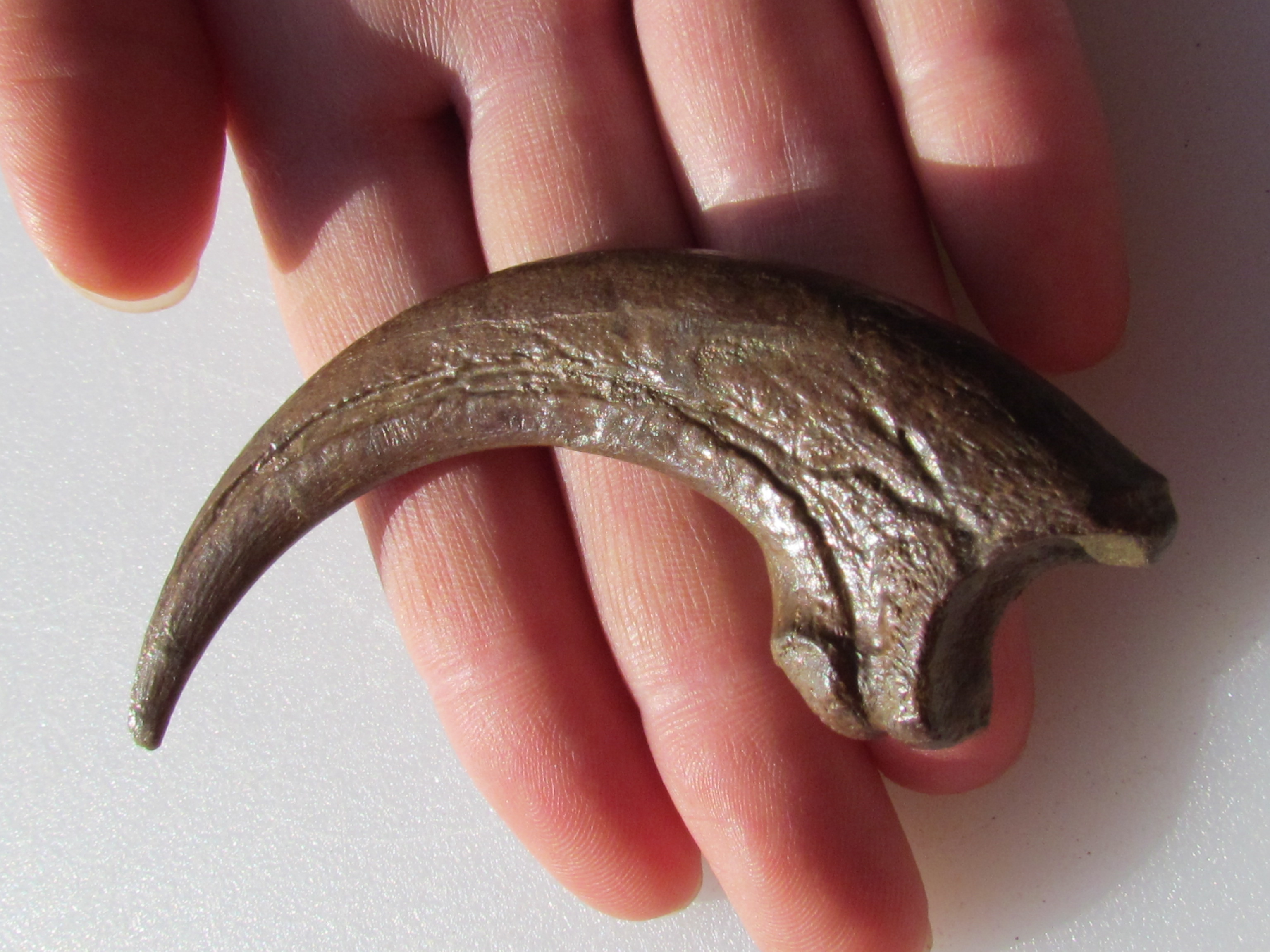 How Fossilized Raptor Claws Bring Dinosaurs to Life