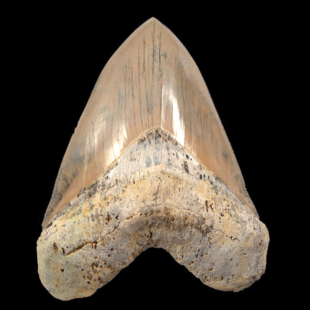 7 megalodon tooth