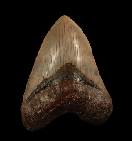 megalodon tooth ledges