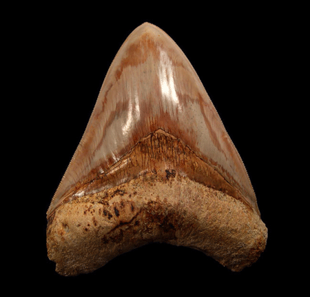 The Economic And Cultural Significance Of Megalodon Teeth