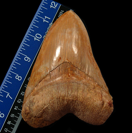 Charting the Dimensions: The Magnitude of Megalodon Teeth