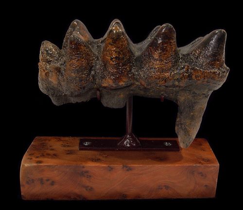 Why Size Matters When Choosing a Mastodon Tooth Fossil