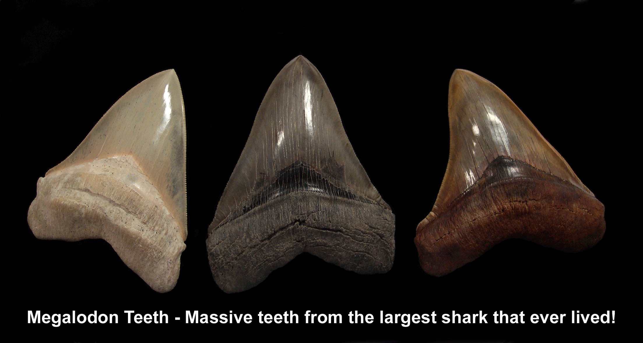 The Fascinating Legacy of Megalodon Tooth Fossils