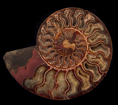 From the Bygone Era: Introducing the Madagascar Ammonites