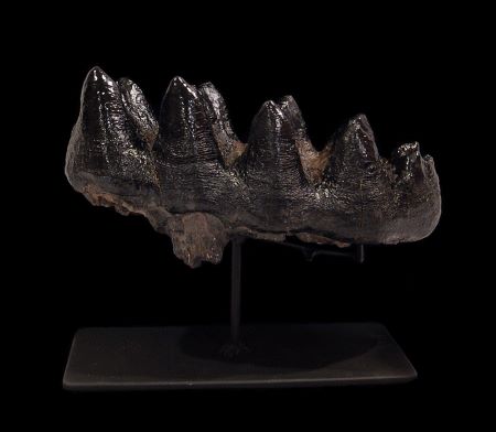 Mastodon Tooth Fossil: The Ultimate Conversation Starter