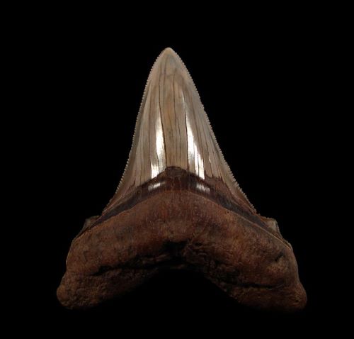 How Angustidens Shark Teeth Unlock Prehistoric Ocean Mysteries