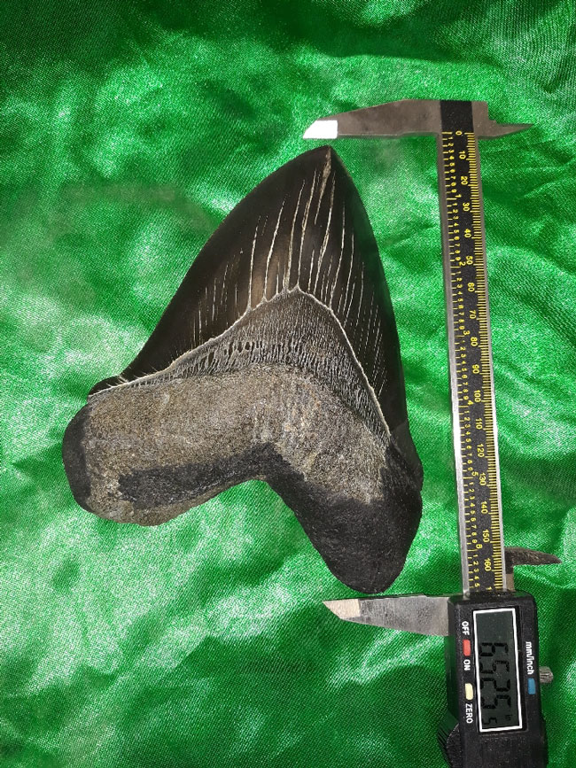 Alpha Megalodon tooth