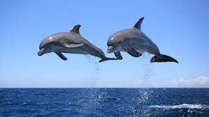 Dangerous Dolphins 