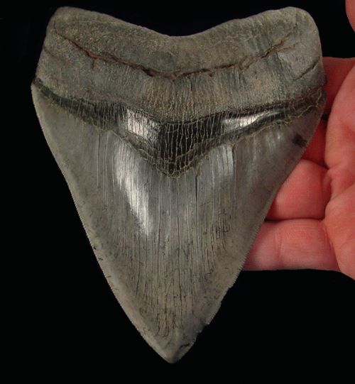 Spotting Authentic Megalodon Teeth Through Price Clues